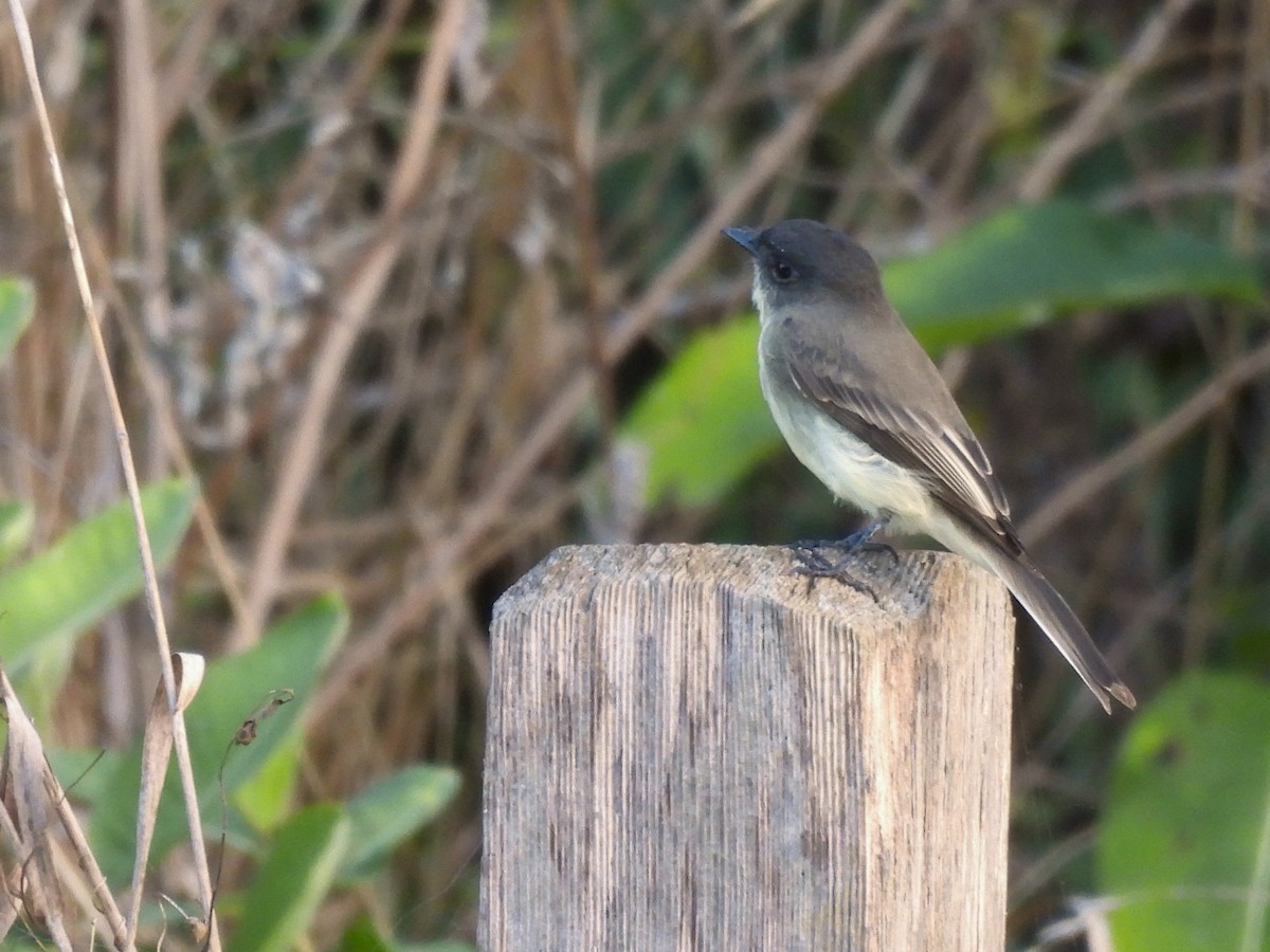 Eastern Phoebe - ML643544167