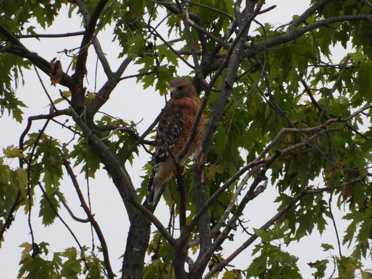 Red-shouldered Hawk - ML643544185