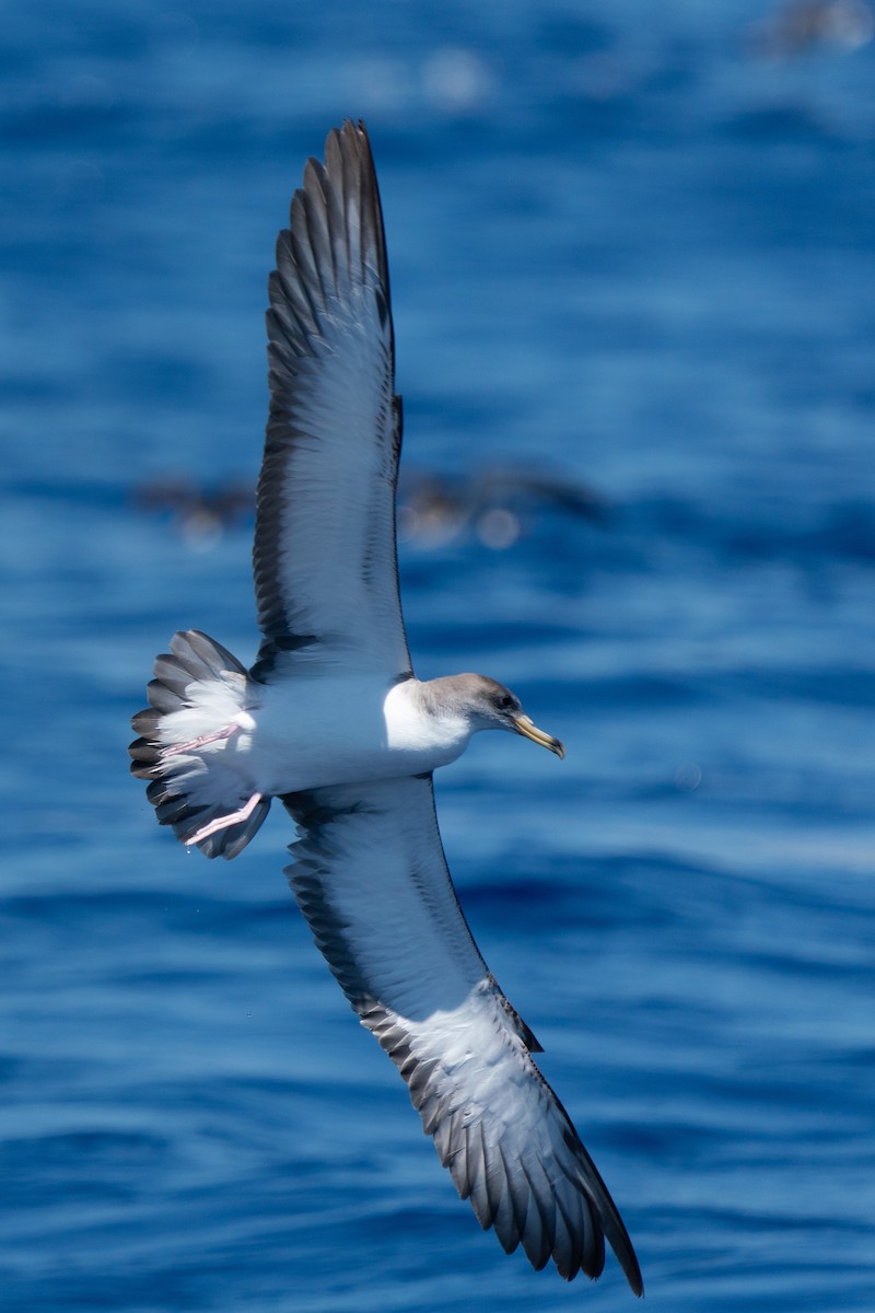 Scopoli's Shearwater - ML643544186