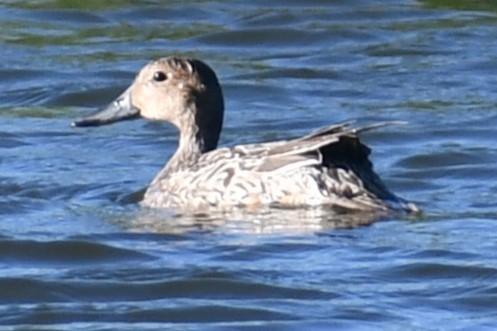ostralka štíhlá - ML643544188