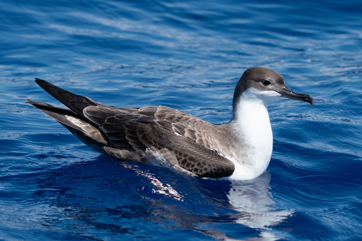 Great Shearwater - ML643544193