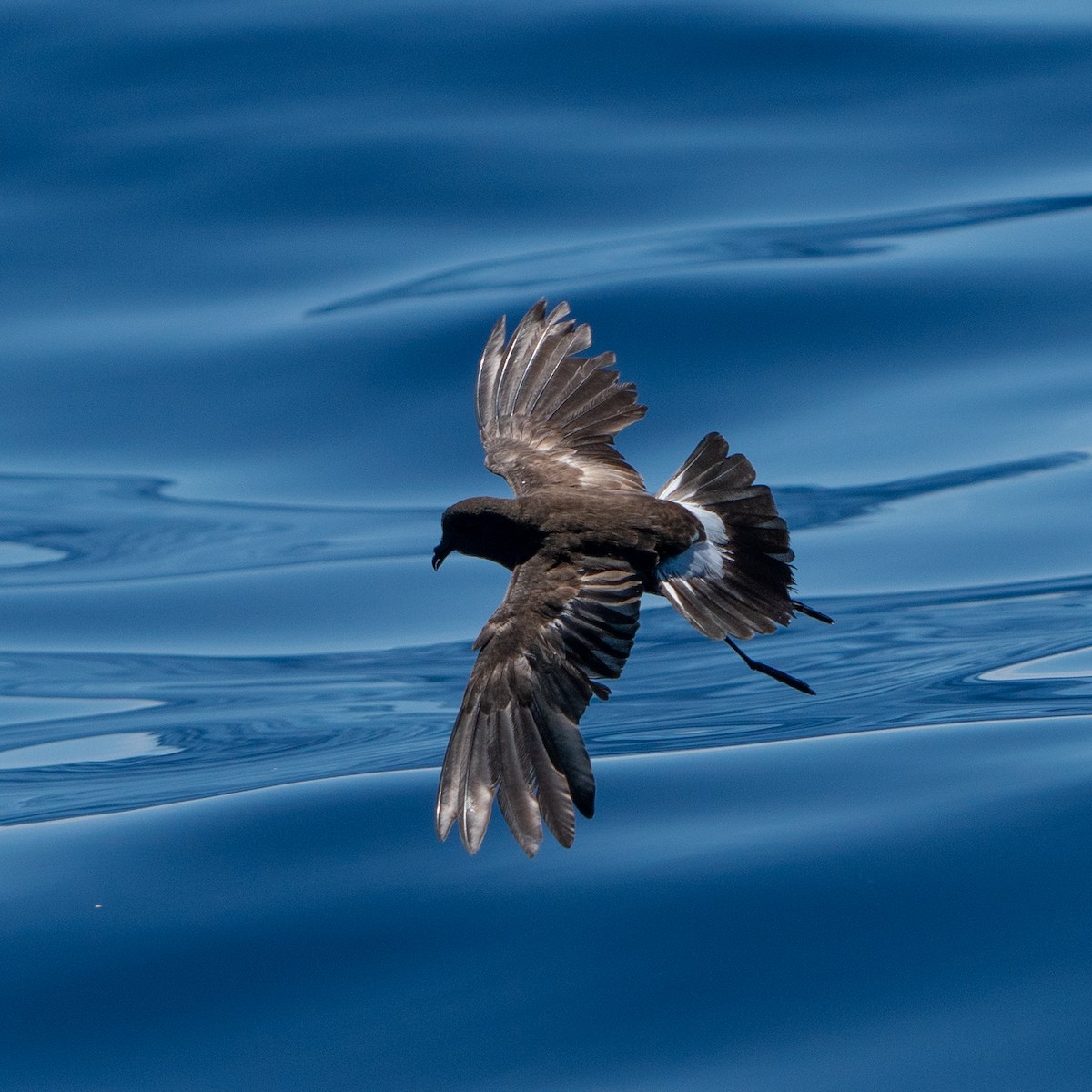 Wilson's Storm-Petrel - ML643544195