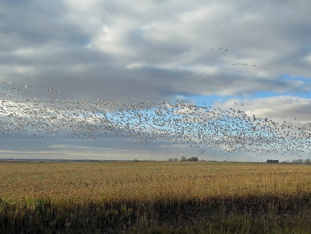 Snow Goose - ML643544214