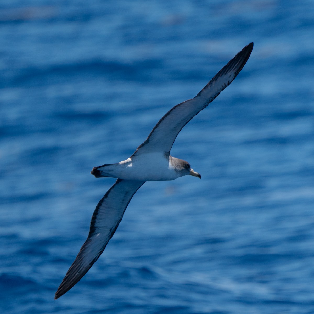 Cory's Shearwater - ML643544221