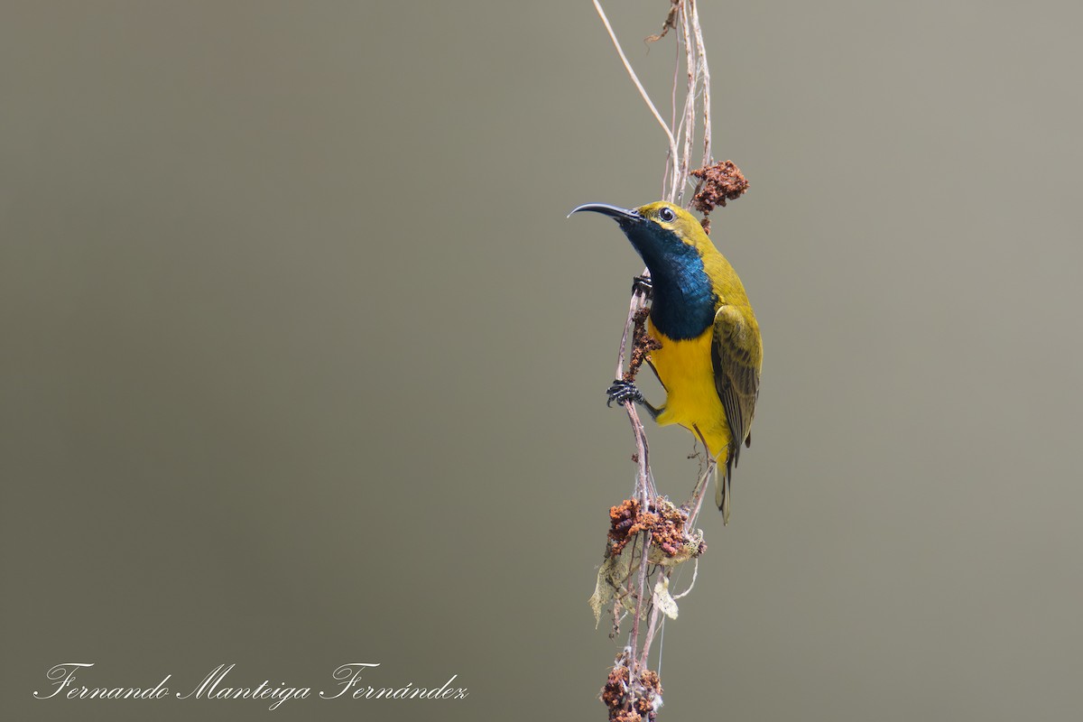 Sahul Sunbird - ML643544223