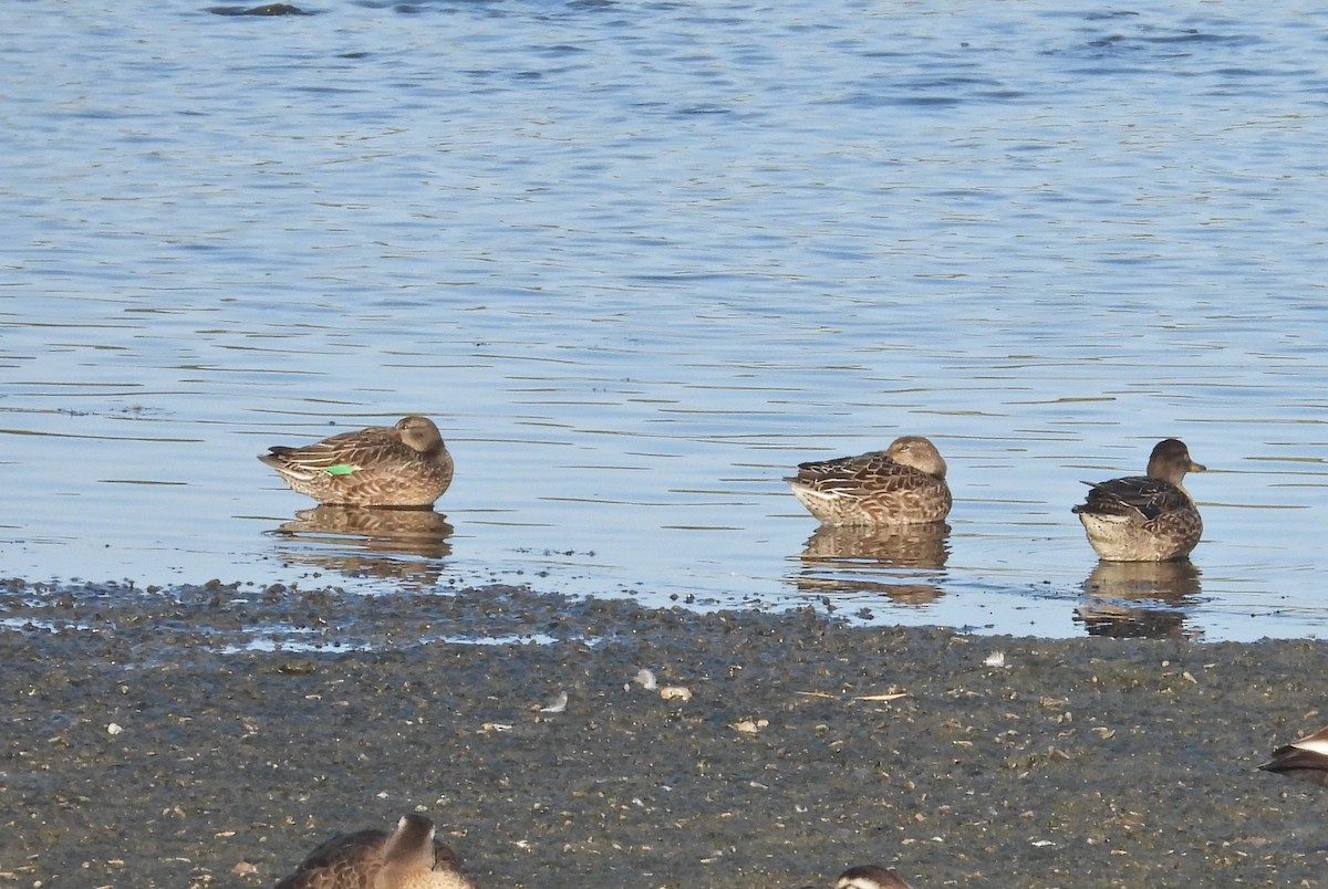 Green-winged Teal - ML643544226