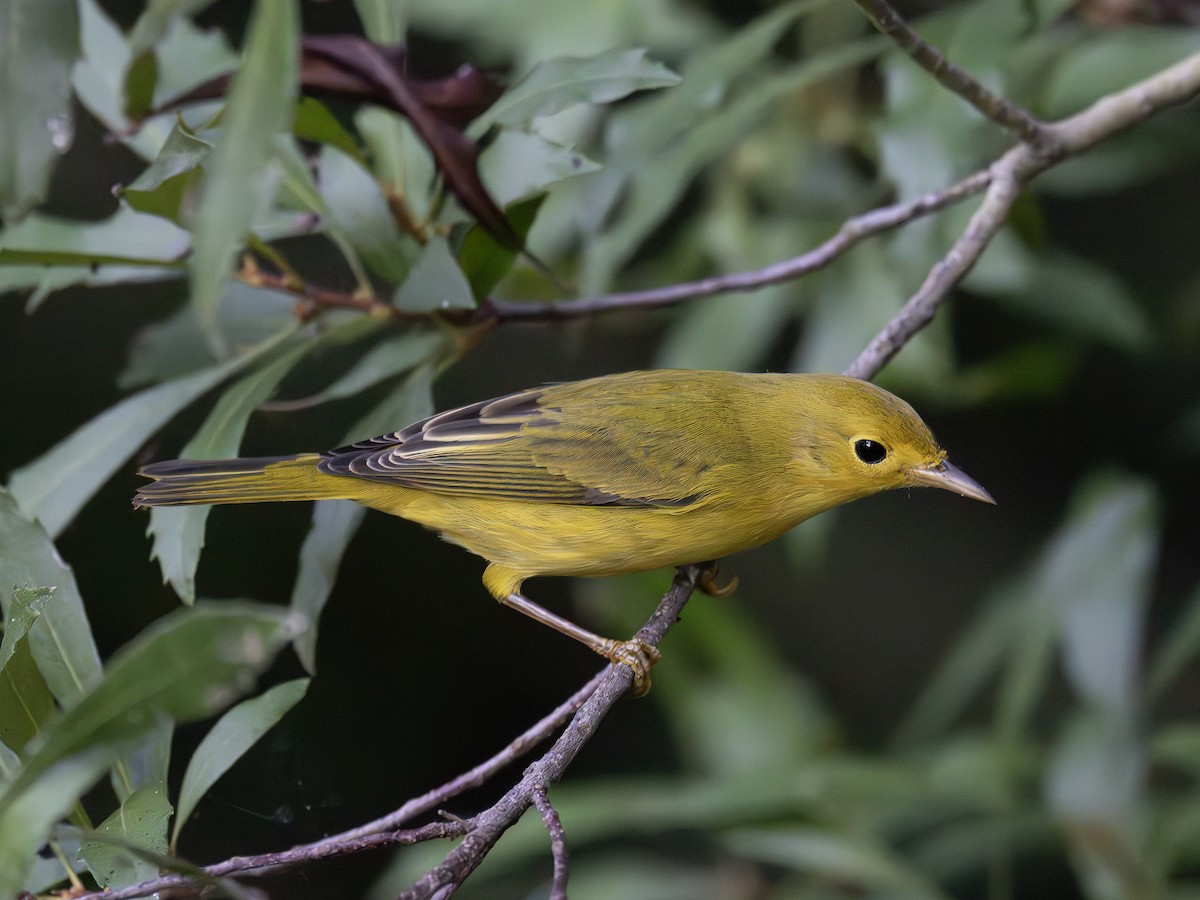 Yellow Warbler - ML643544232