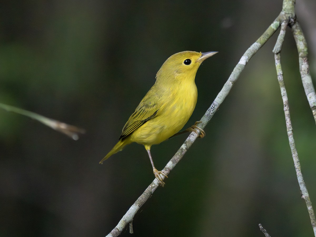 Yellow Warbler - ML643544233