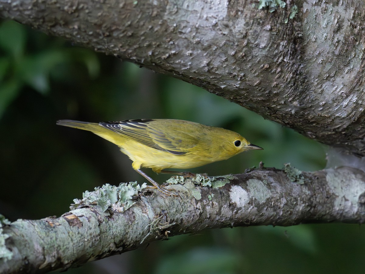 Yellow Warbler - ML643544234