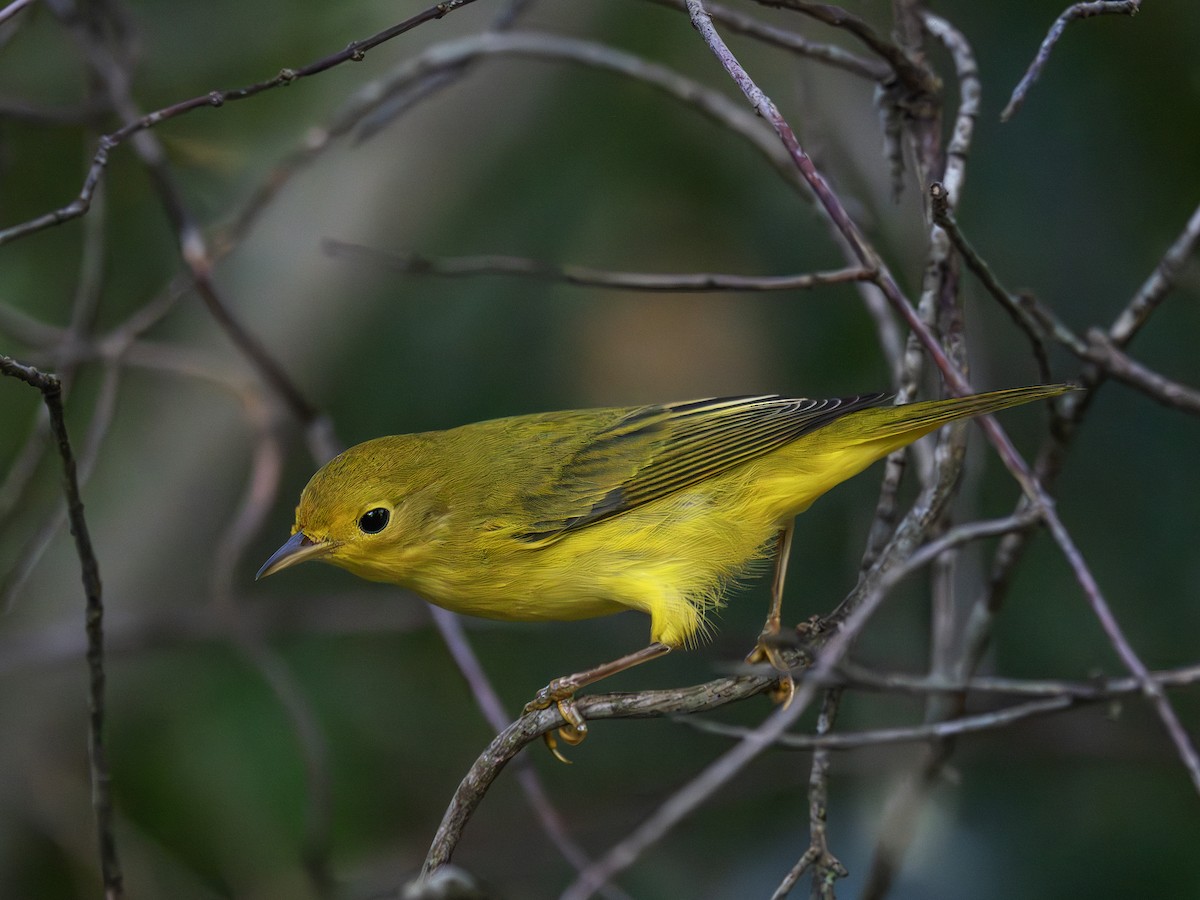 Yellow Warbler - ML643544235
