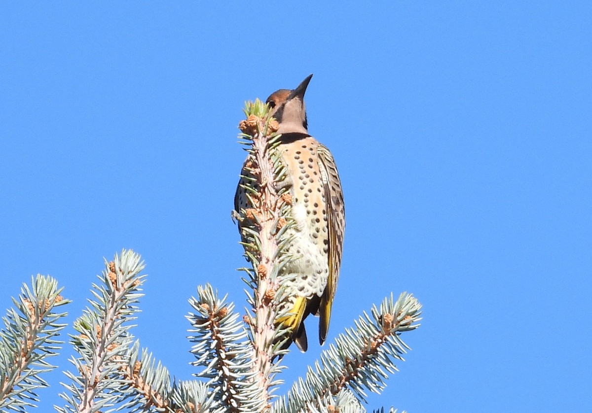 Northern Flicker (Yellow-shafted) - ML643544247