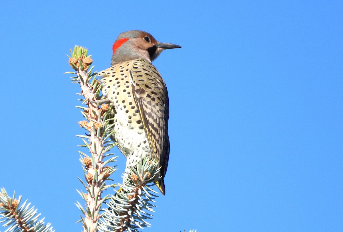 Northern Flicker (Yellow-shafted) - ML643544248