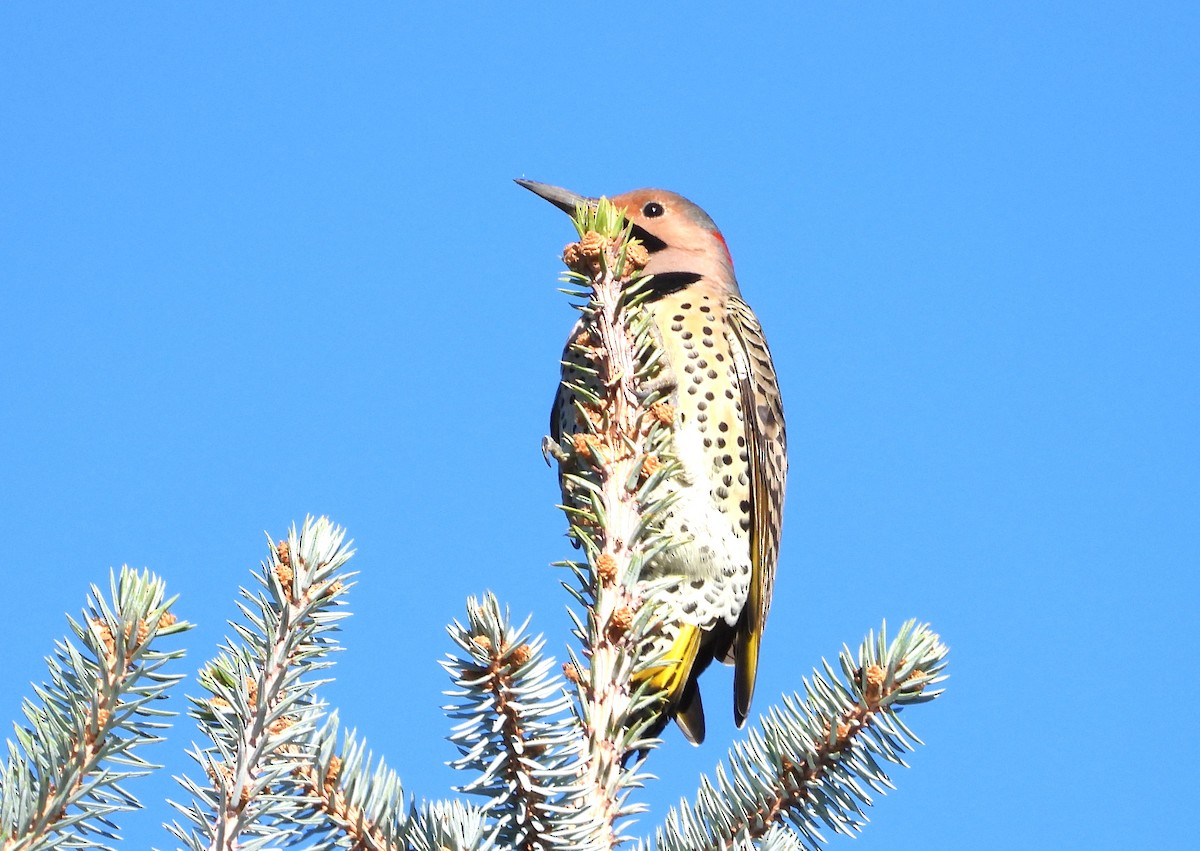 Northern Flicker (Yellow-shafted) - ML643544249