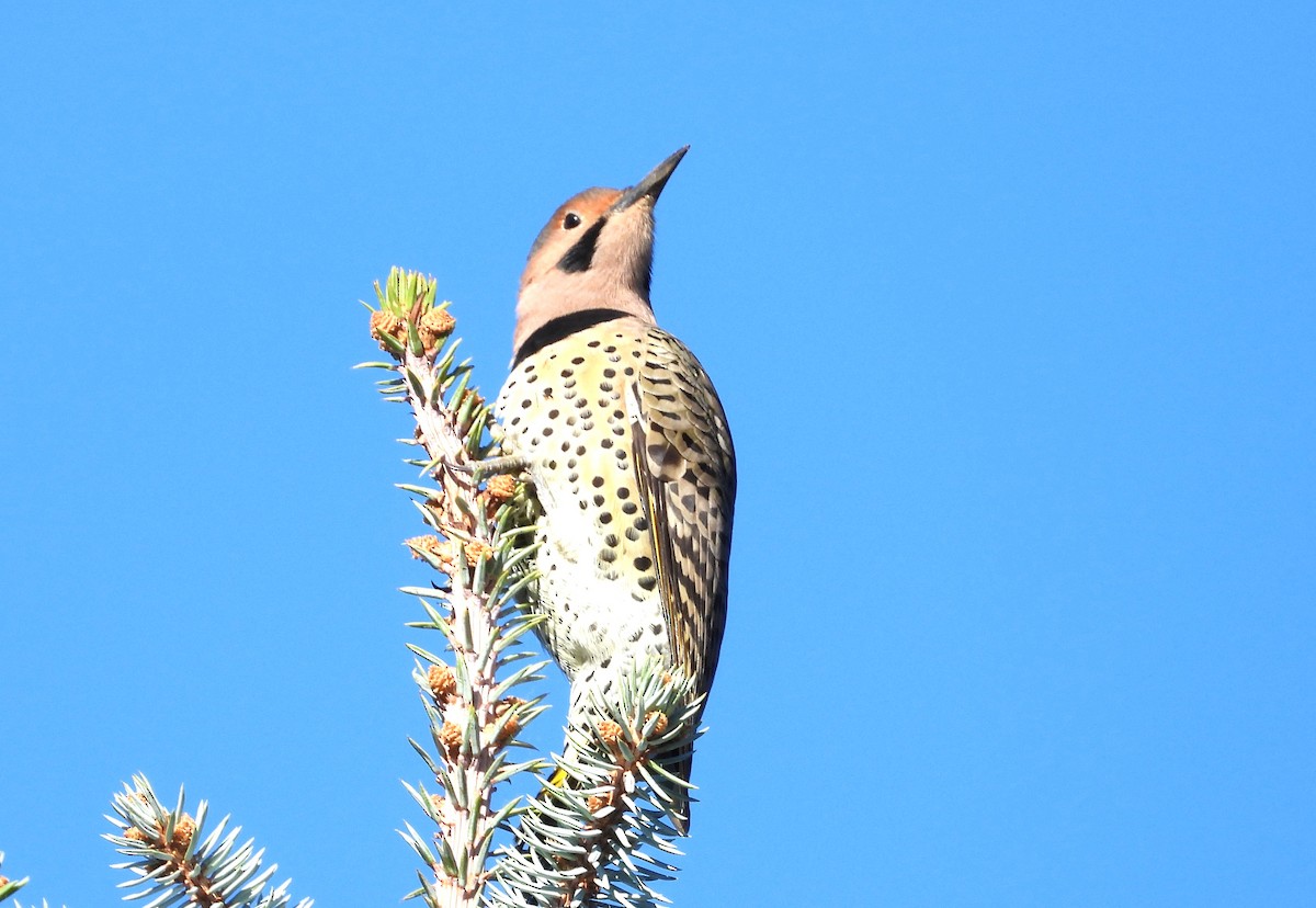 Northern Flicker (Yellow-shafted) - ML643544250