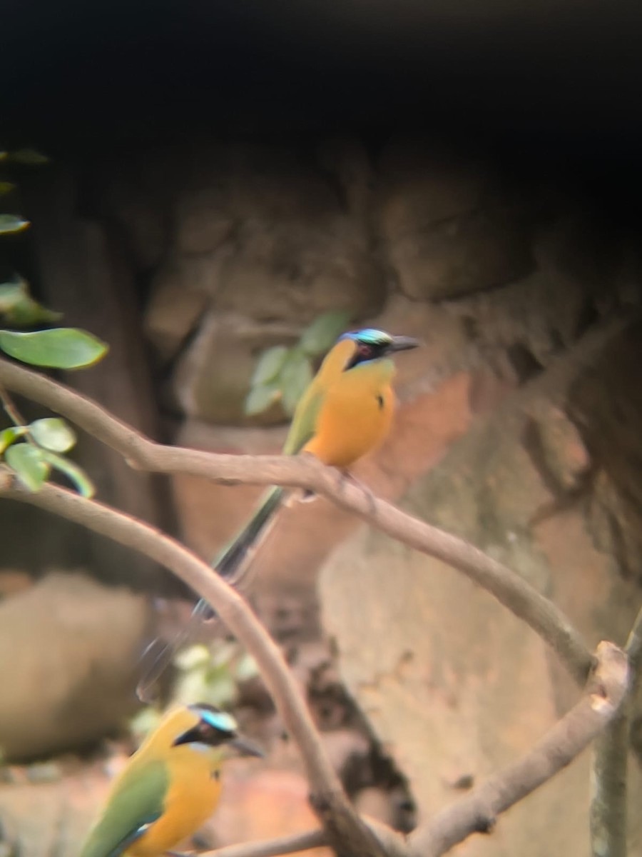 Motmot caraïbe - ML643544261