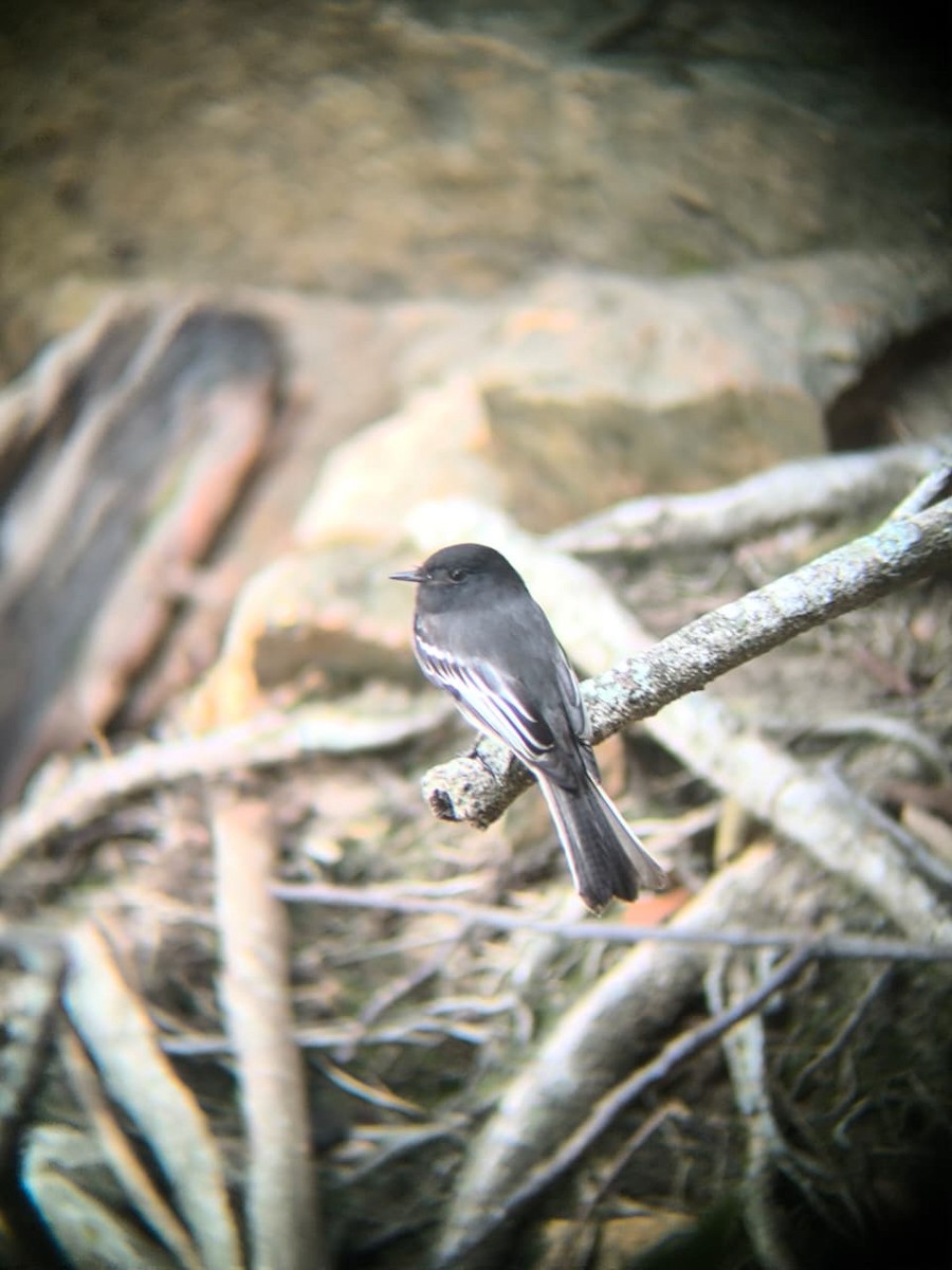 svartfibi - ML643544275