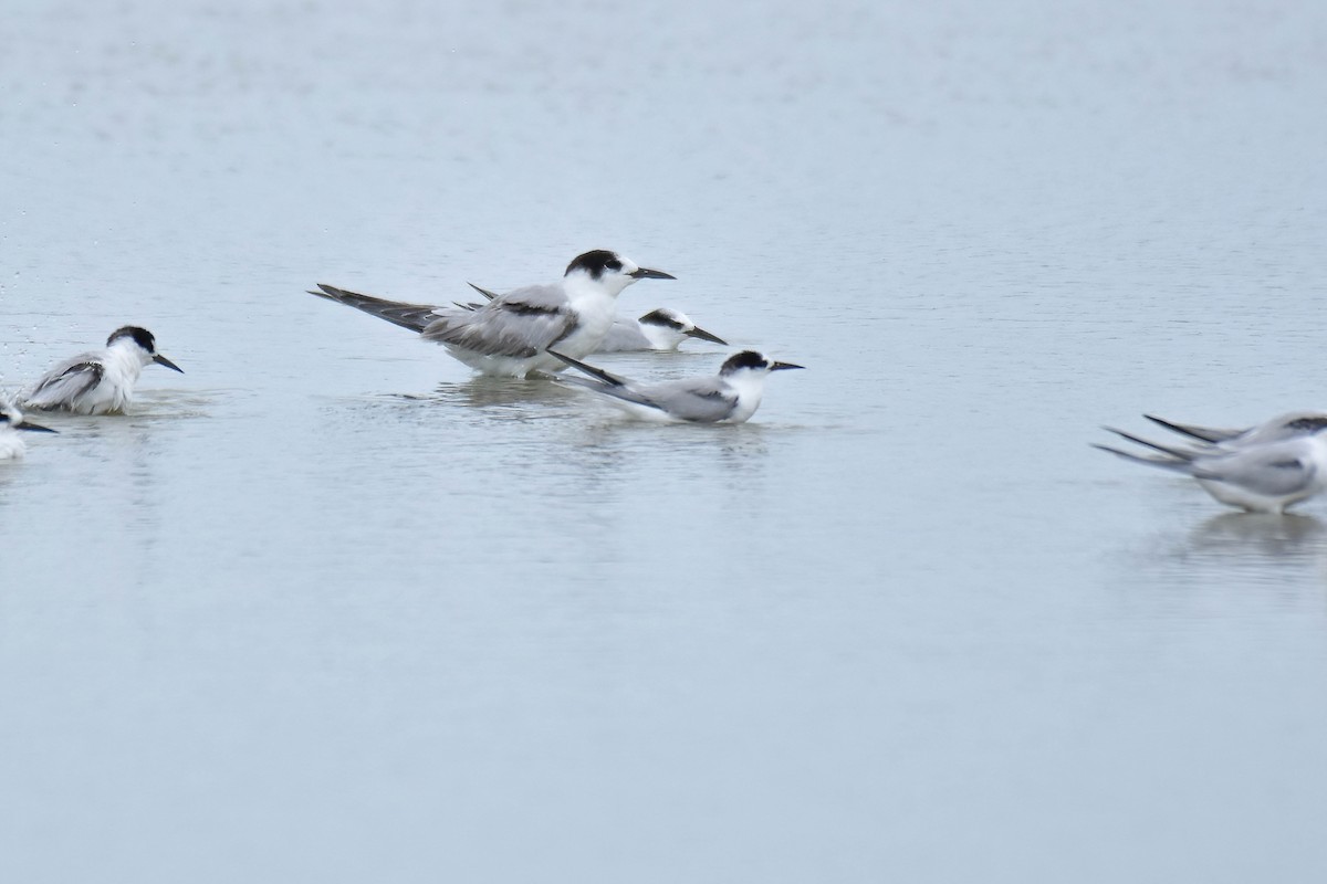 Common Tern - ML643544276