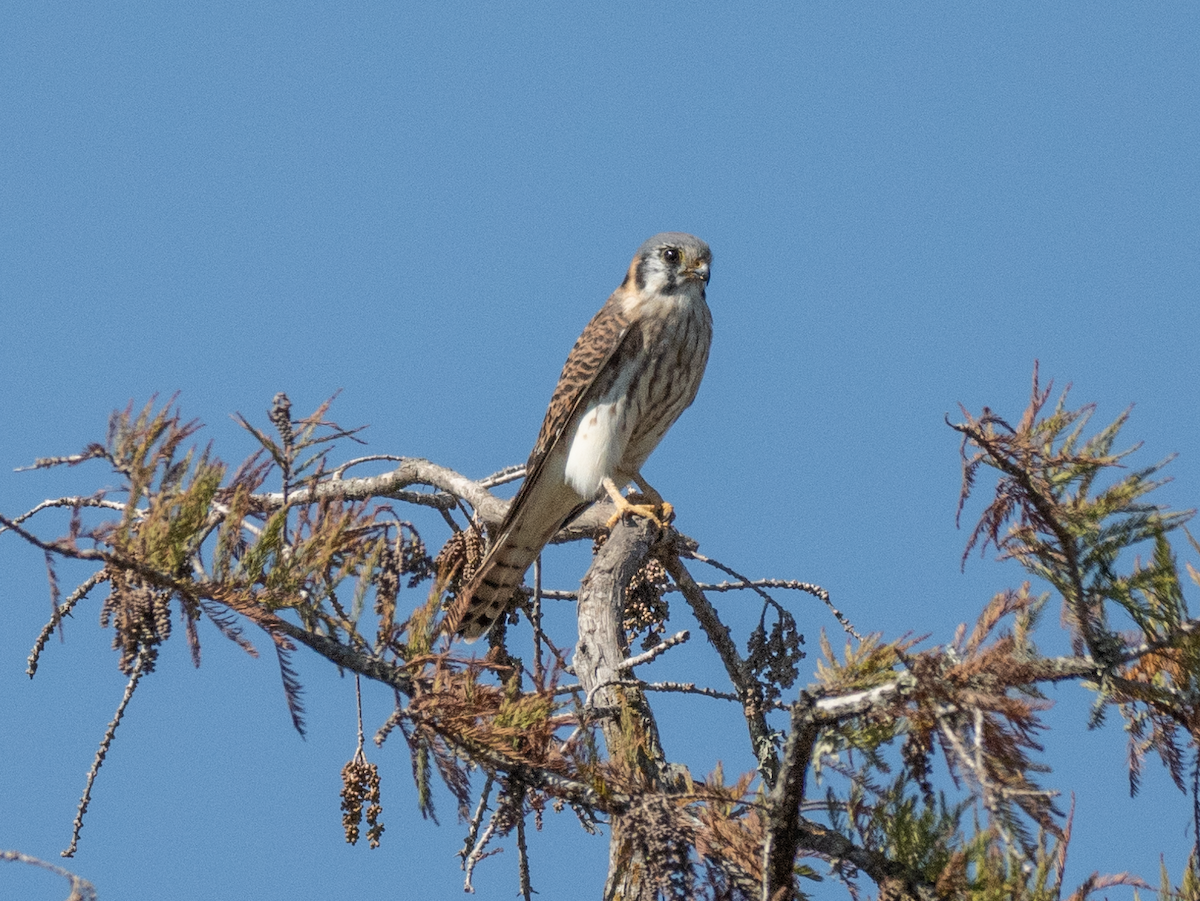 アメリカチョウゲンボウ - ML643544281