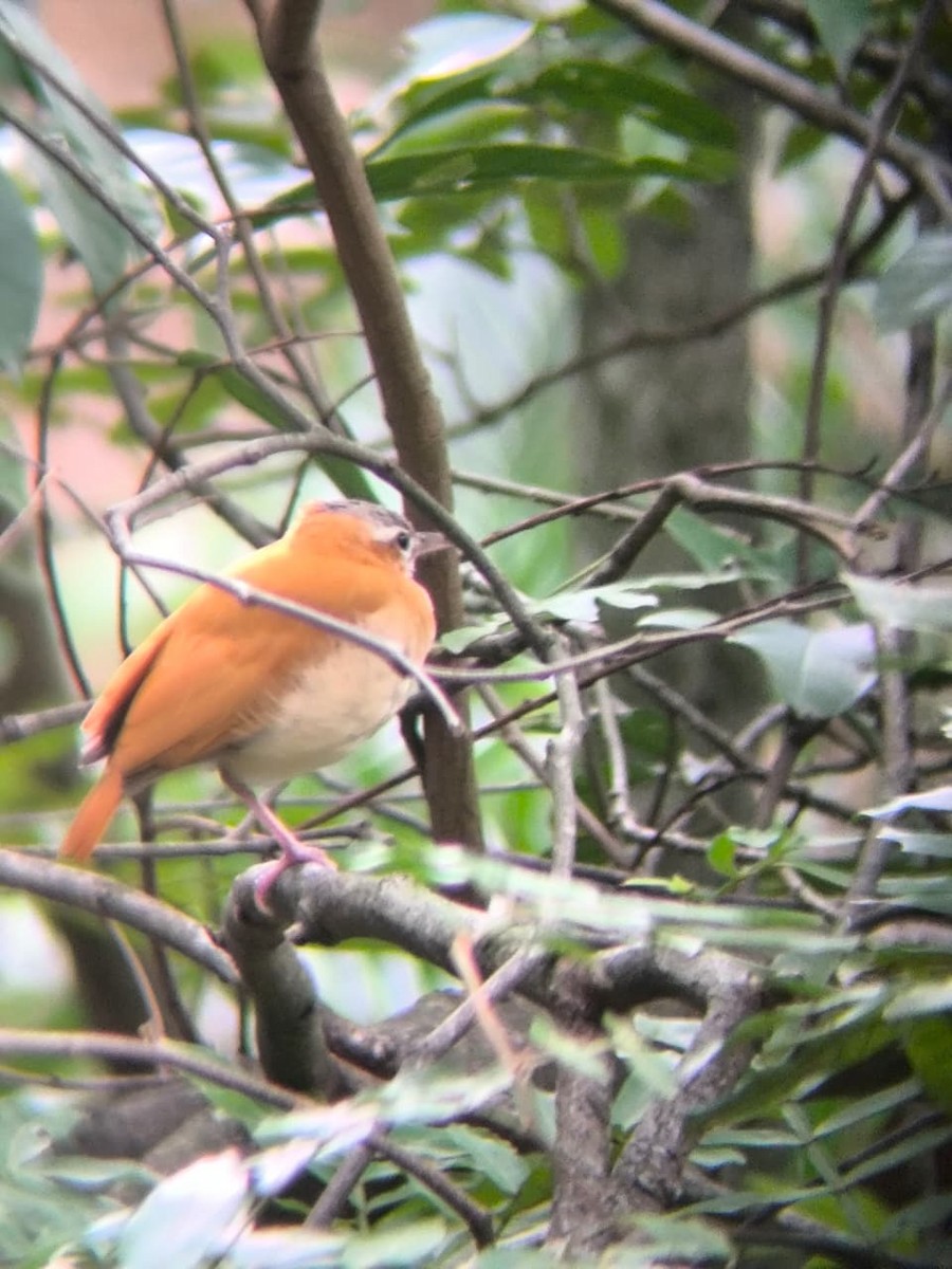 gråkroneovnfugl - ML643544284