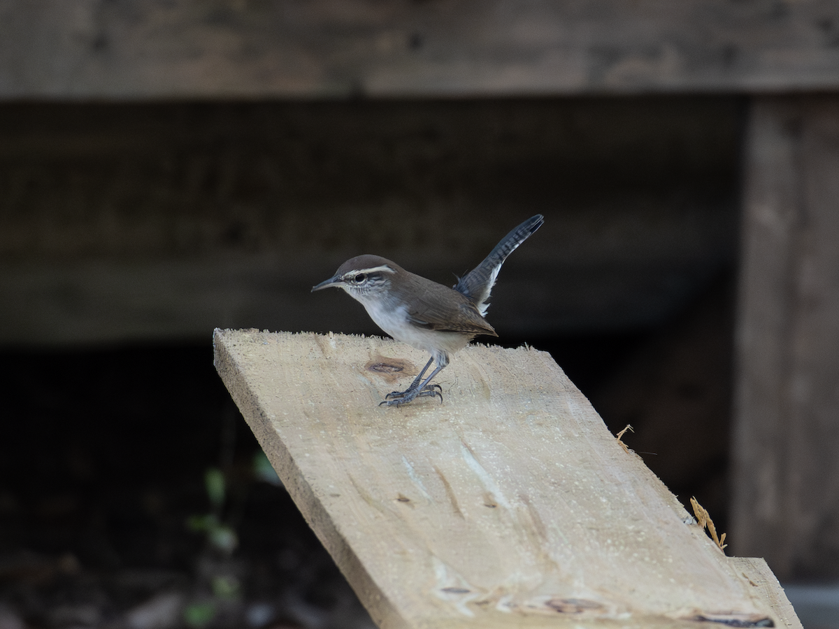 Bewick's Wren - ML643544290