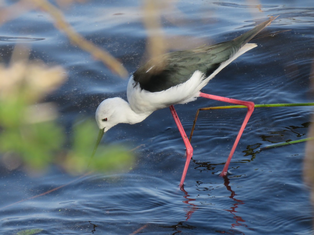 Black-winged Stilt - ML643544305