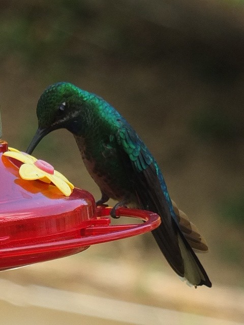 Weißschwanz-Degenflügel - ML643544306