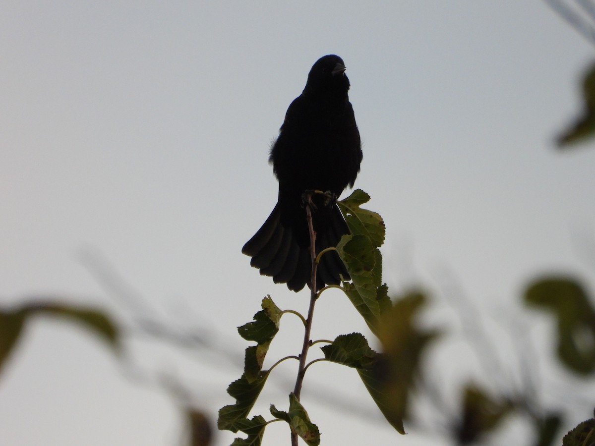 Red-winged Blackbird - ML643544320