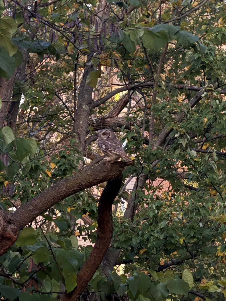Eastern Screech-Owl - ML643544329