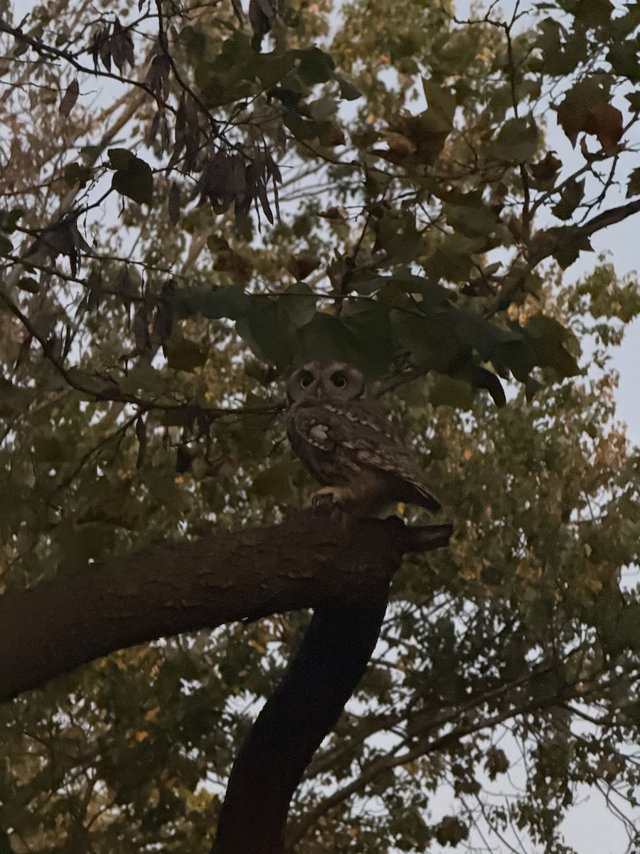 Eastern Screech-Owl - ML643544330