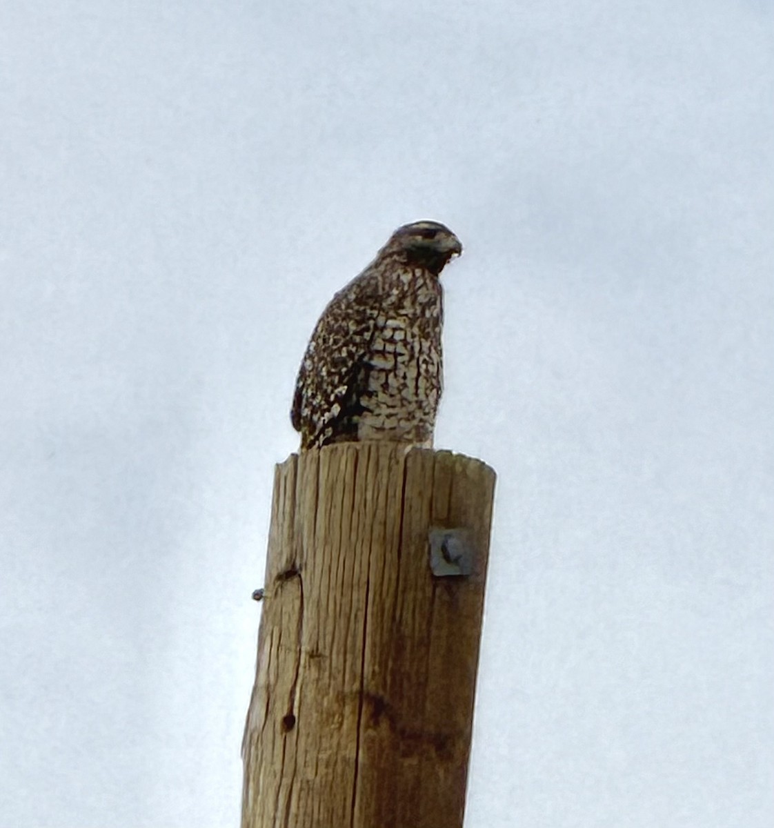 Red-shouldered Hawk - ML643544335