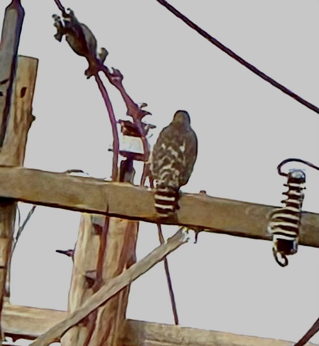 Red-shouldered Hawk - ML643544336