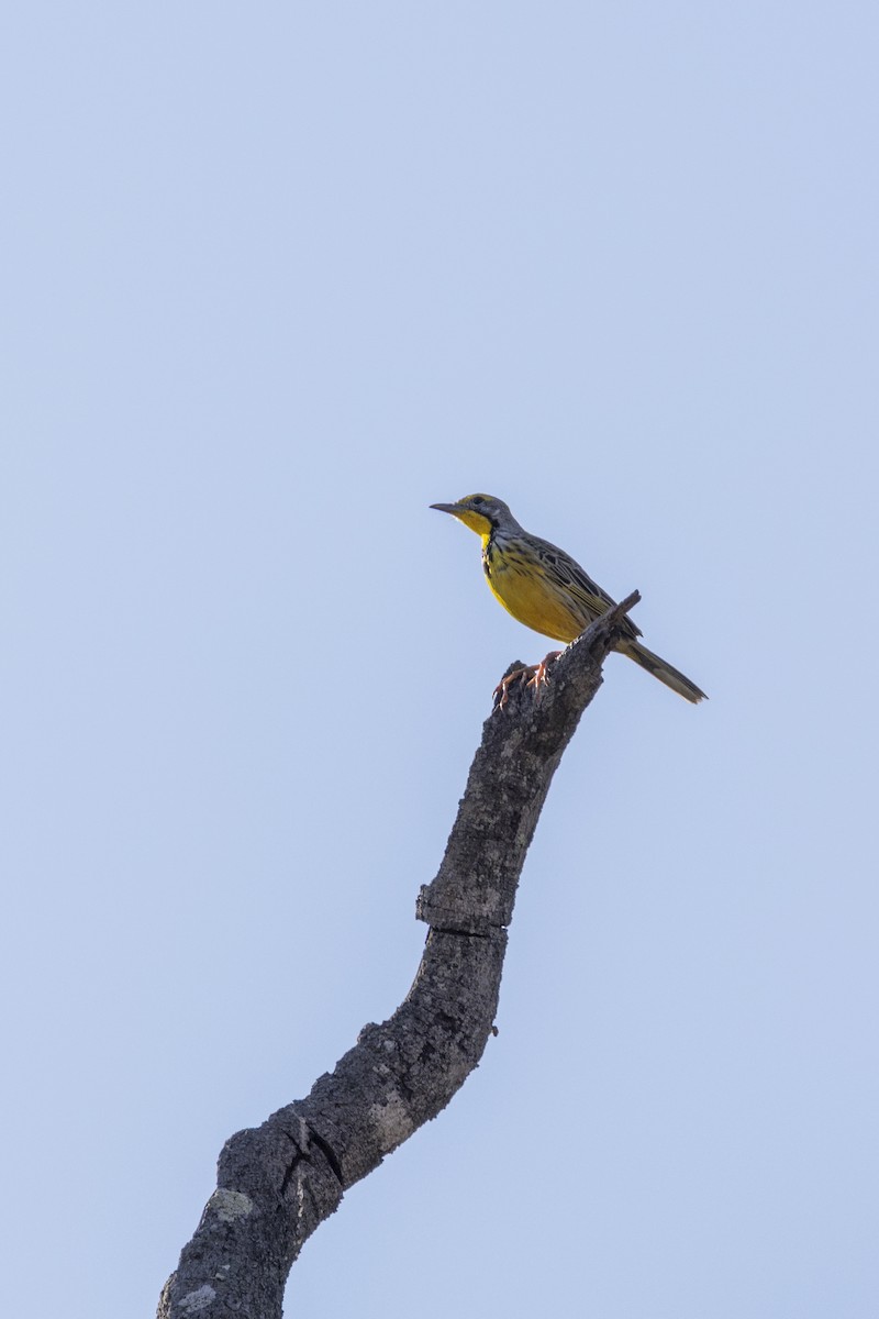 Yellow-throated Longclaw - ML643544345
