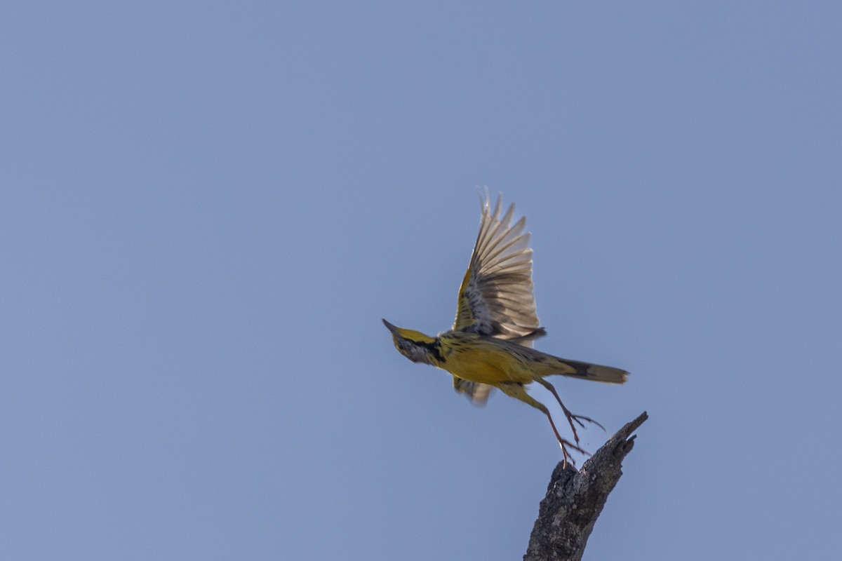 Yellow-throated Longclaw - ML643544346