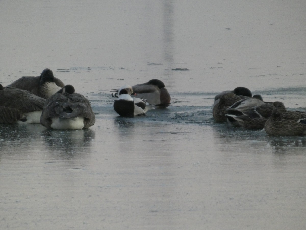 Long-tailed Duck - ML643544358