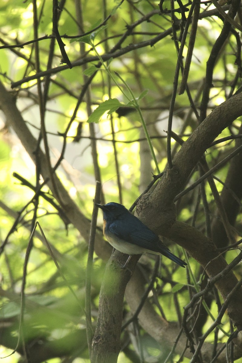 Blue-throated Flycatcher - ML643544365