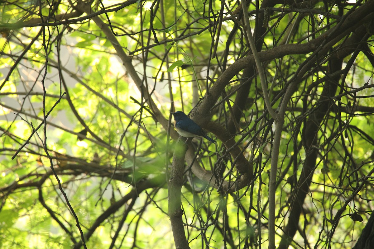Blue-throated Flycatcher - ML643544366