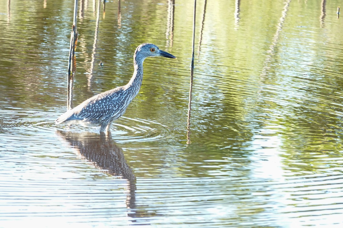 Yellow-crowned Night Heron - ML643544424