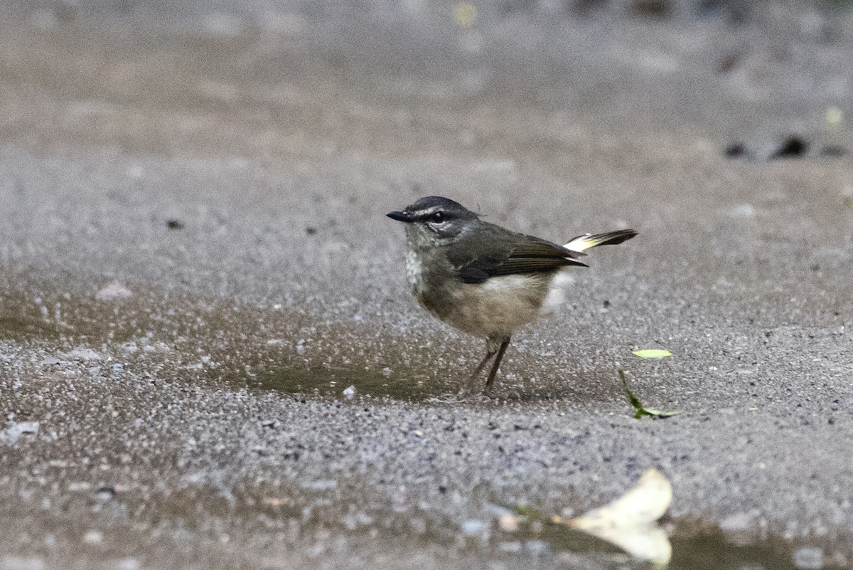 Buff-rumped Warbler - ML643544429