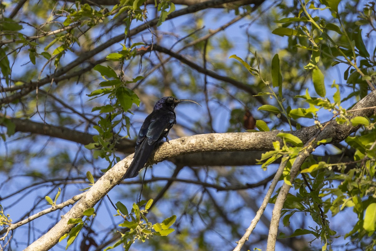 Common Scimitarbill - ML643544438
