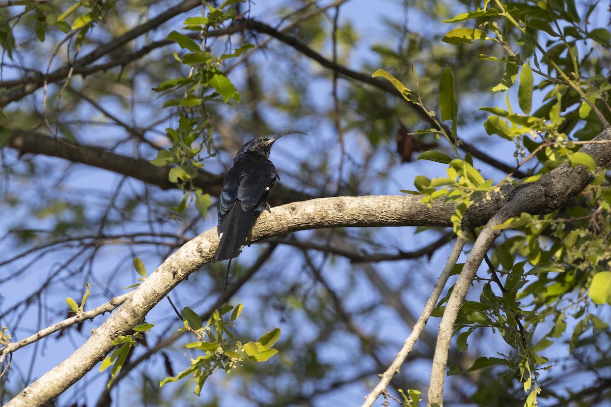 Common Scimitarbill - ML643544439