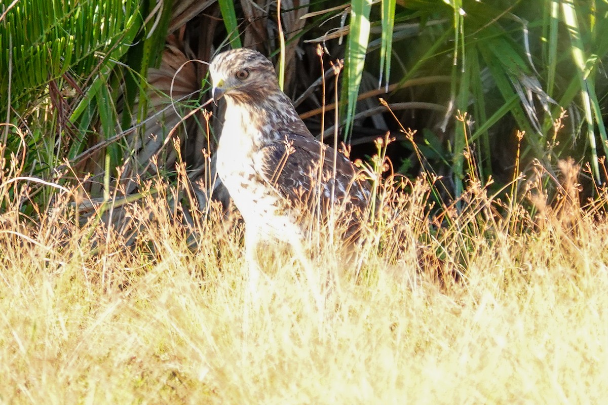Red-shouldered Hawk - ML643544444
