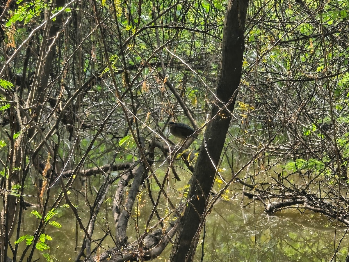 Striated Heron - ML643544450