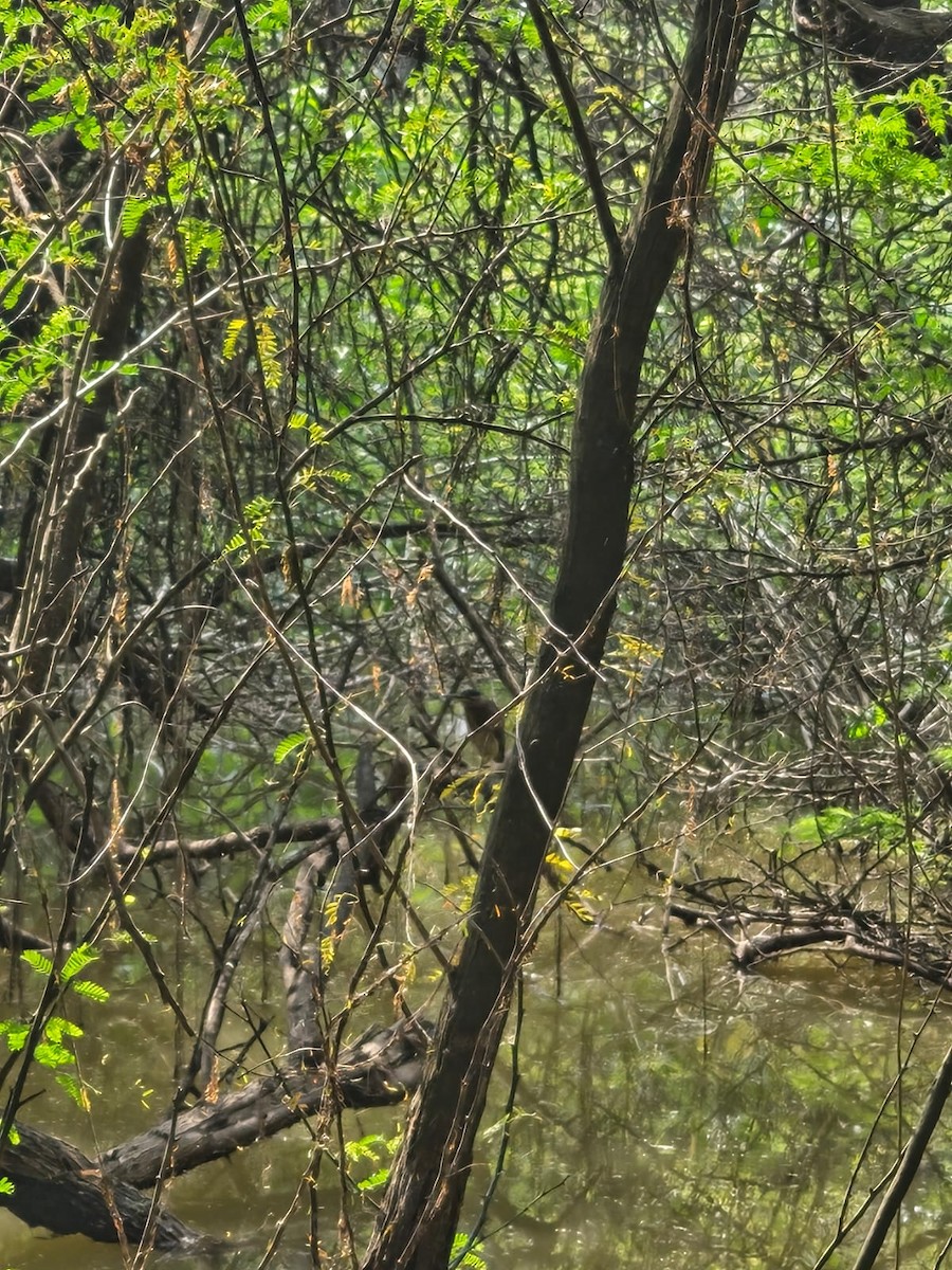Striated Heron - ML643544451