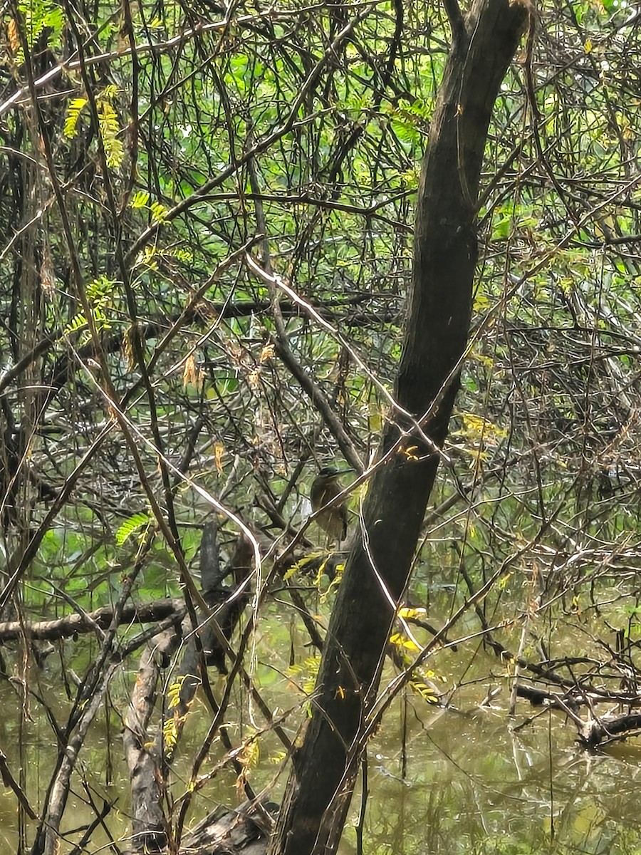 Striated Heron - ML643544452