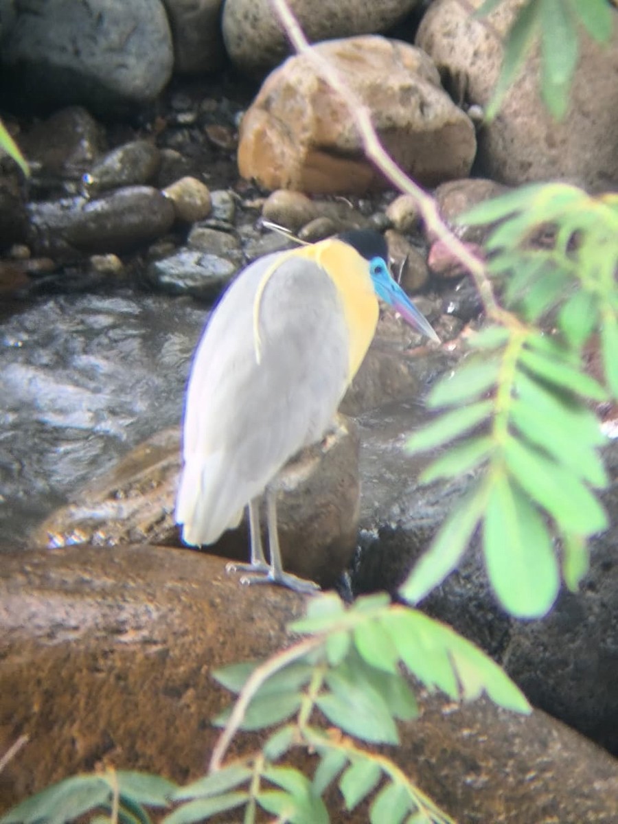 Capped Heron - ML643544469