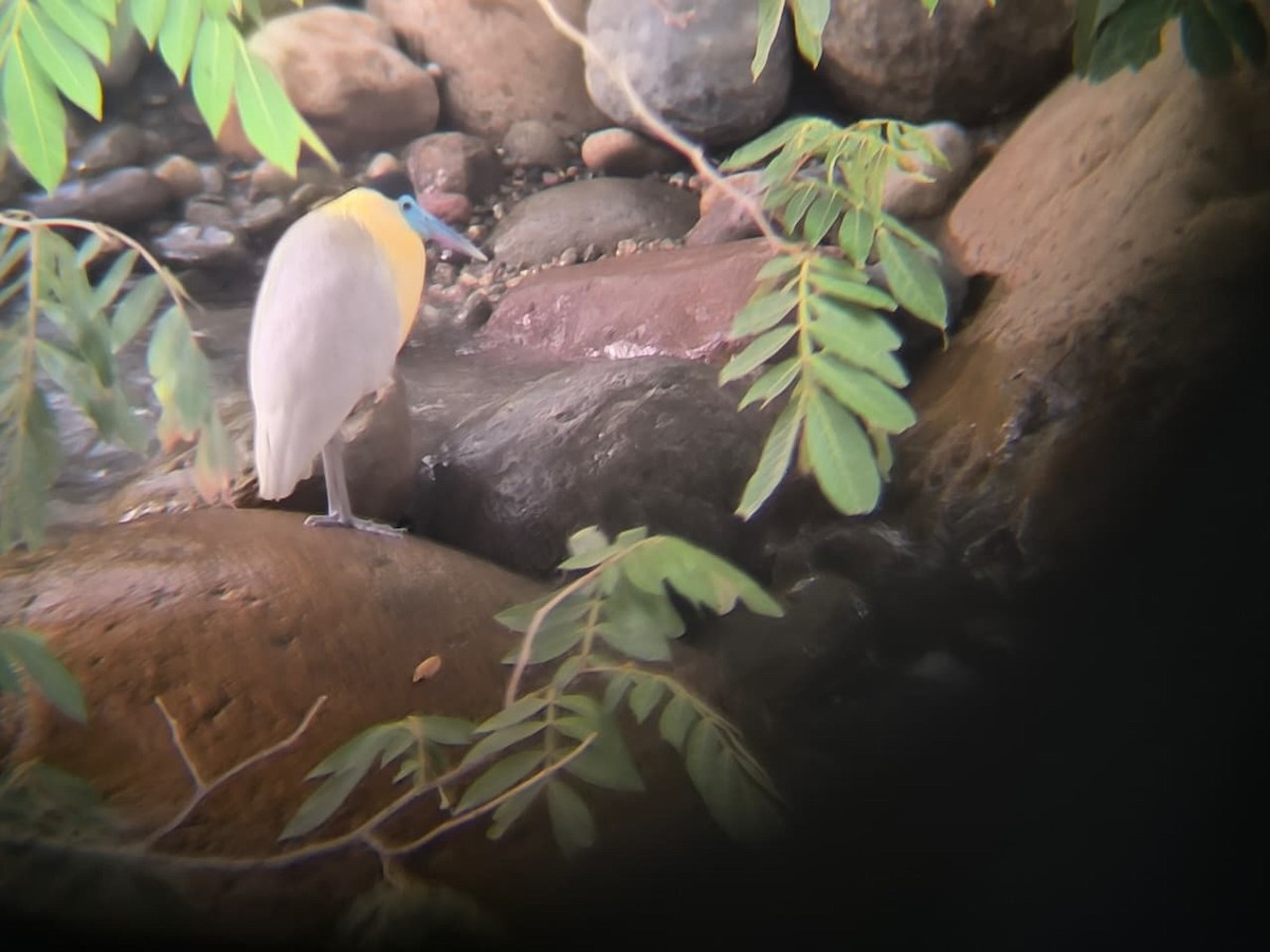 Capped Heron - ML643544470