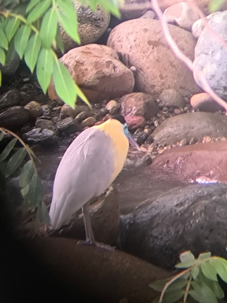 Capped Heron - ML643544471