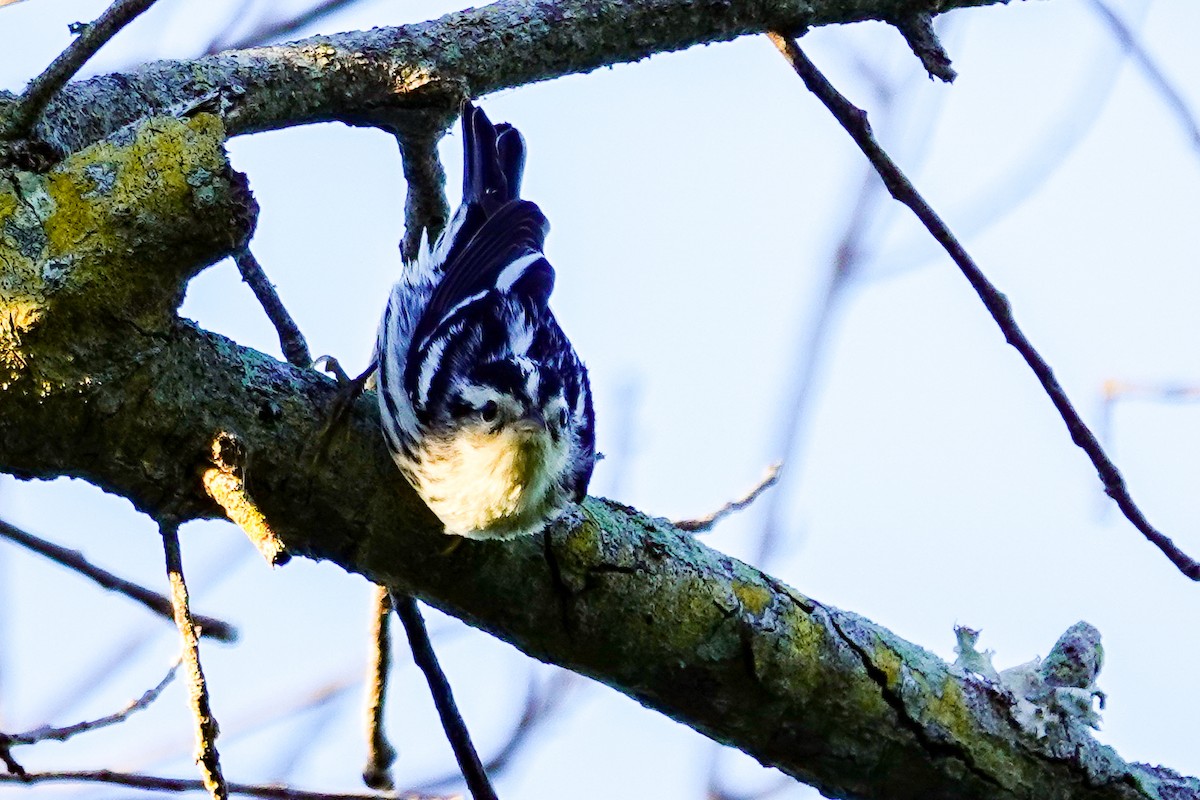 Black-and-white Warbler - ML643544481