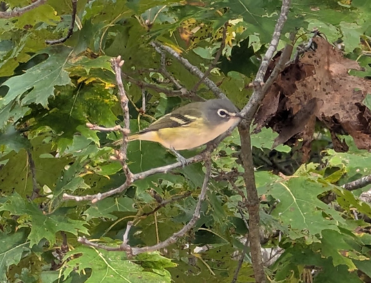 Blue-headed Vireo - ML643544486