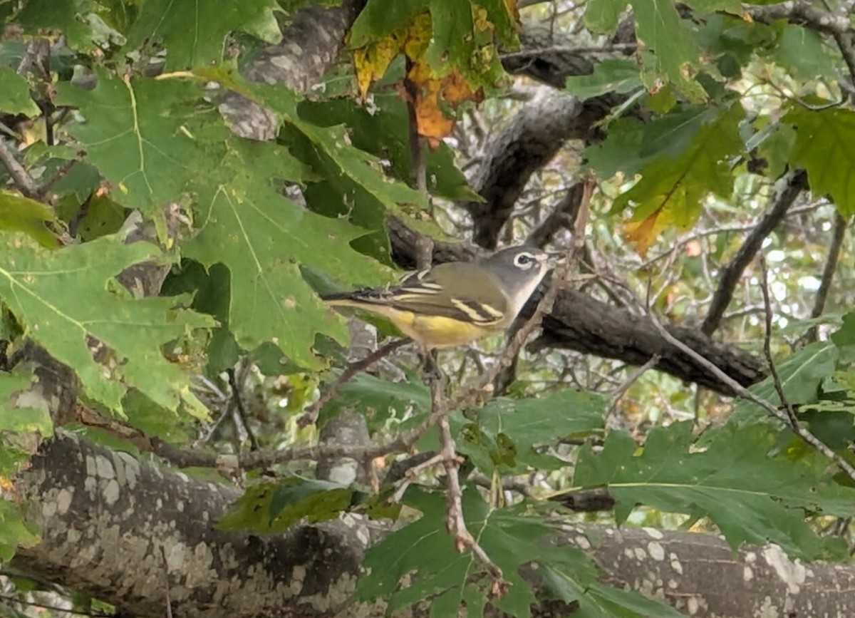 Blue-headed Vireo - ML643544487